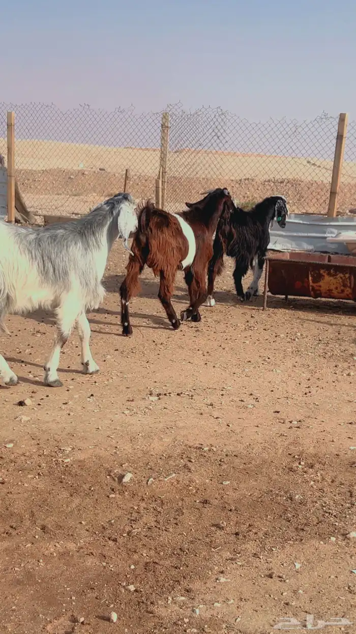 تيوس براير سواكني نعيم رفيدي حري 1
