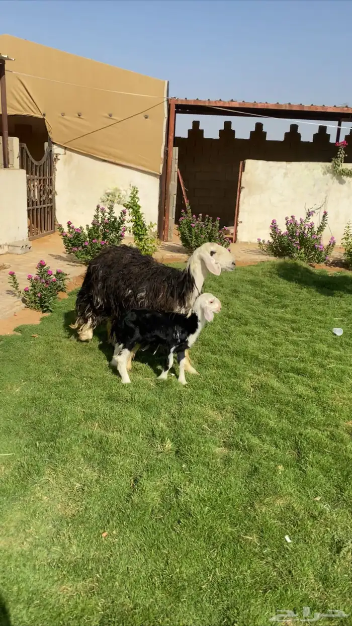 نجدية رباع تحتها رخل 1