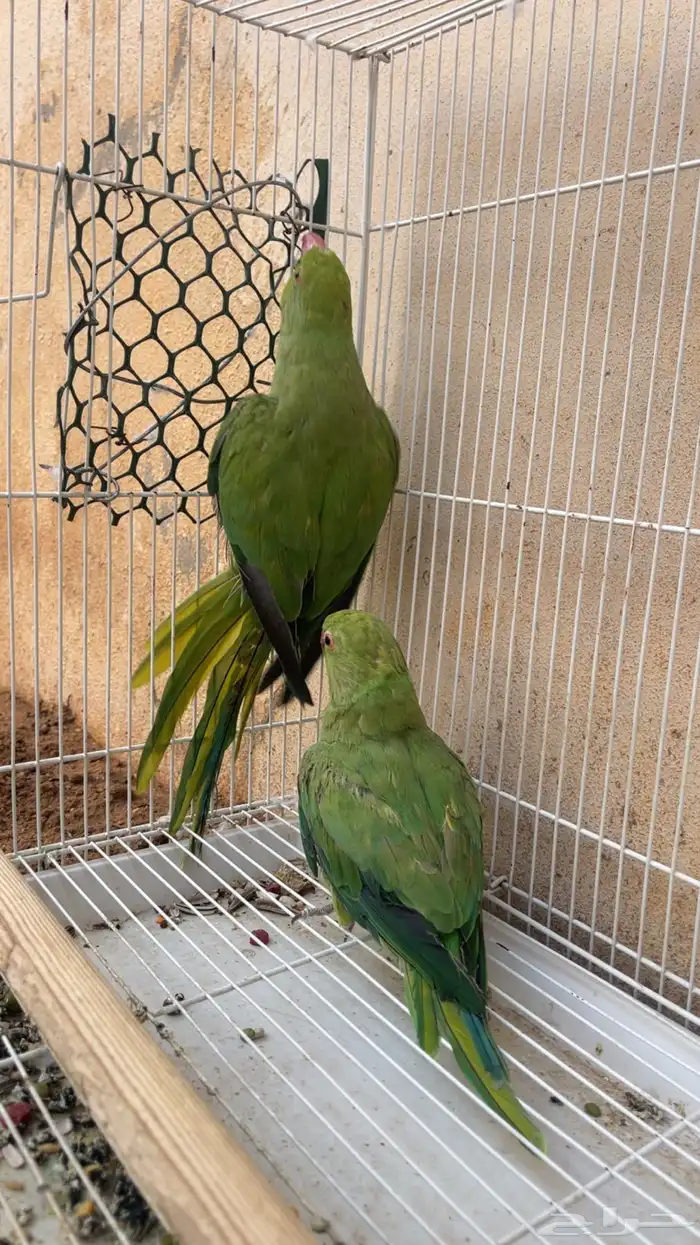 طيور دره 1