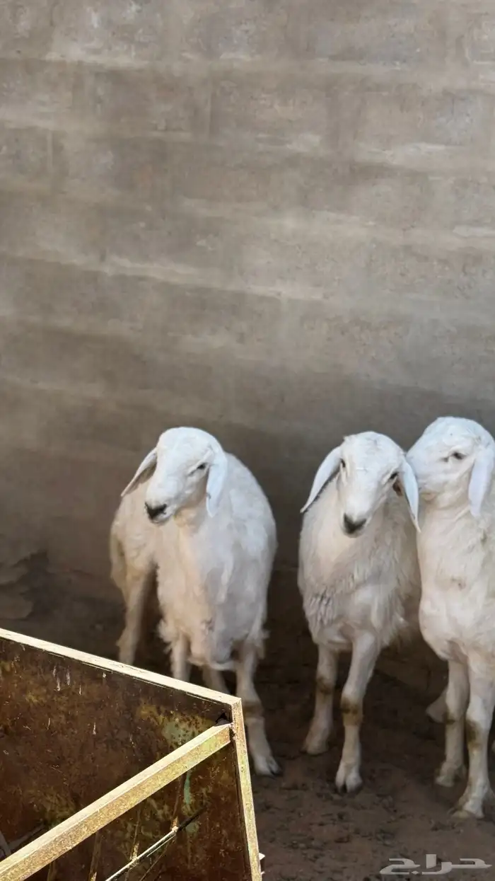 حري خرفان 1