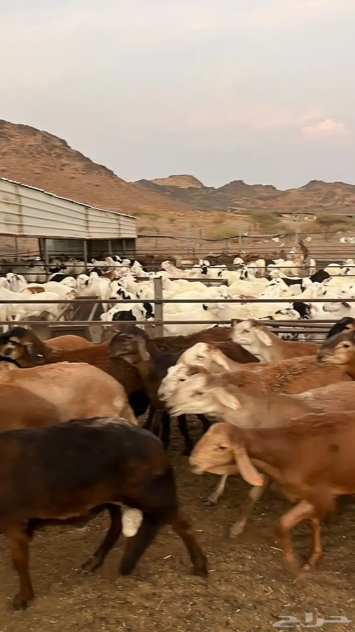 طليان سواكن حمري جادعان مرابى خمس شخور 22