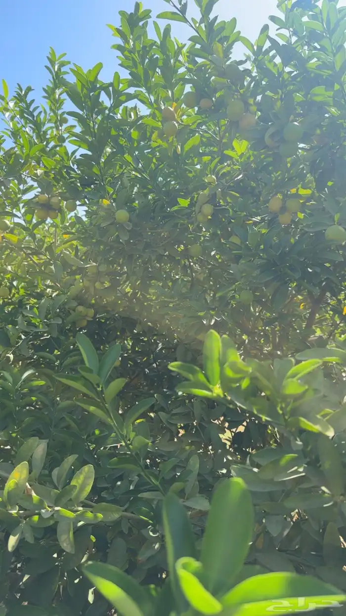 شجر ليمون ابو زهير 4