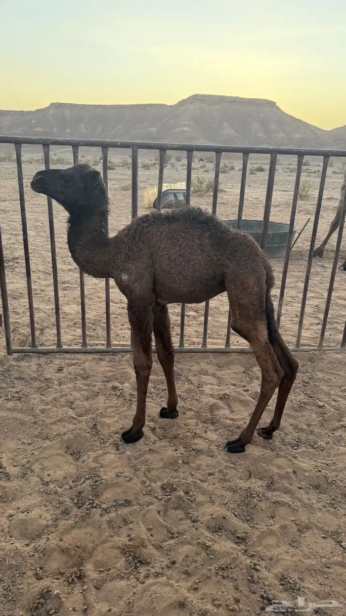 حواره ضيار 1