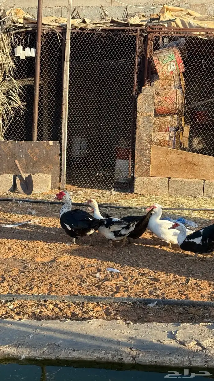للبيع بط مصري منتج 2