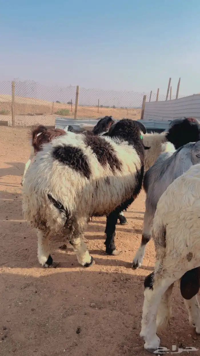 تيوس براير سواكني نعيم رفيدي حري 6