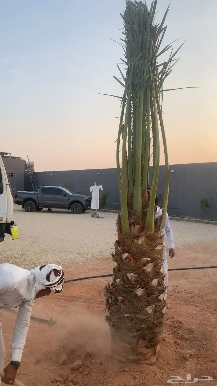 يوجد أطيب أنواع النخل العربي ونعمل في جميع م يختص فالنخيل 1