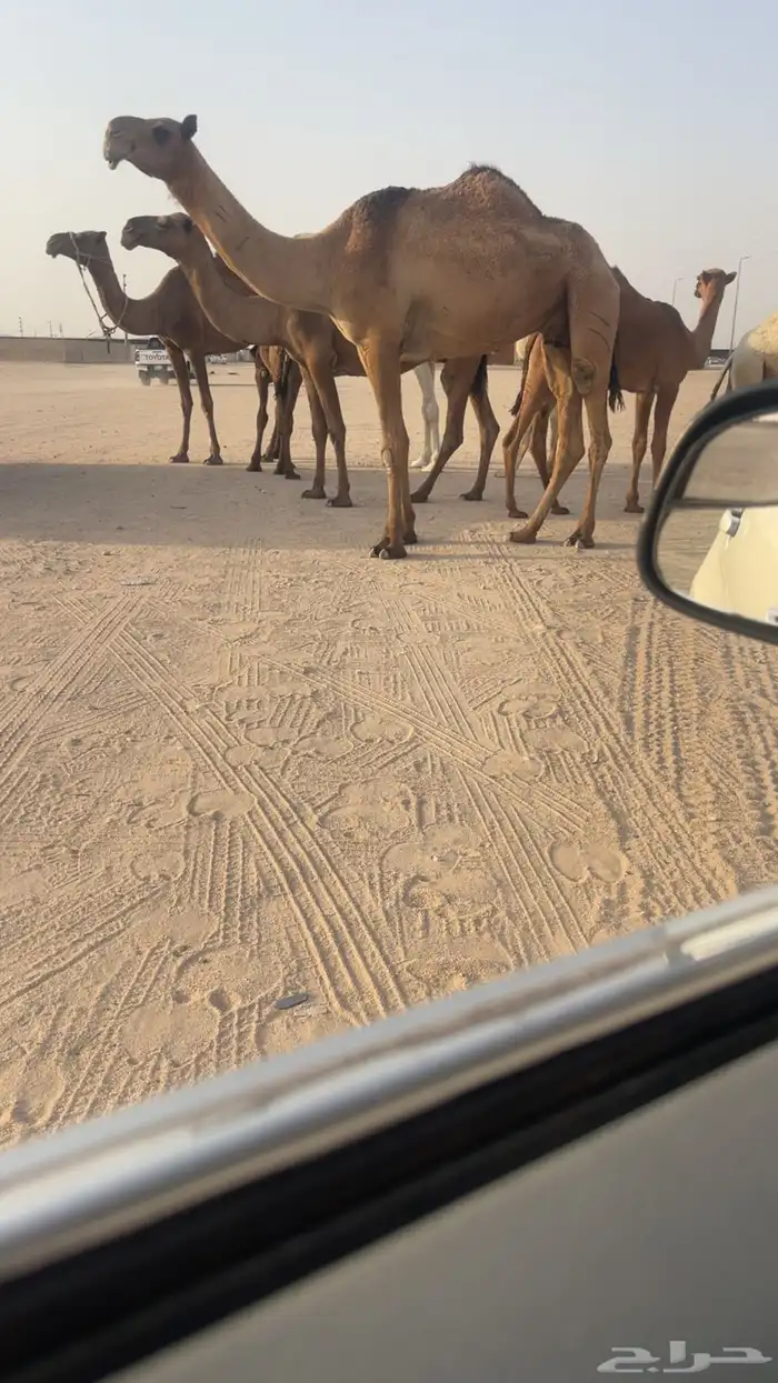 العشرا الشعلا المنتج سنها رباع 1