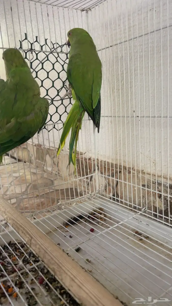 طيور دره 2