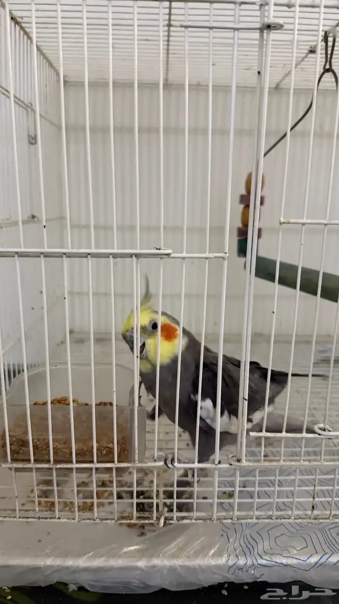 طير كروان ممتاز للبيع 1