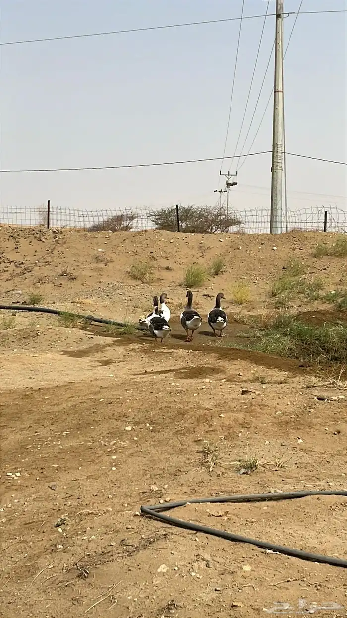 وز بلدي البيع 2