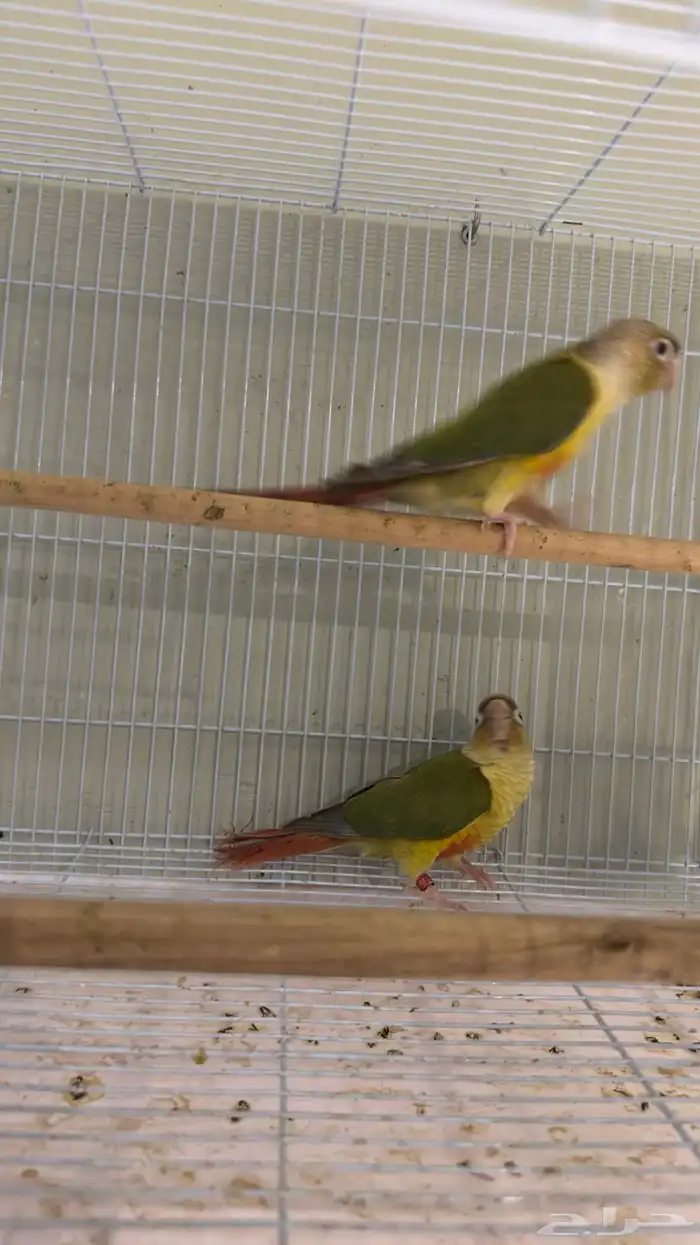 زوج كنيور اناناس محلل 0