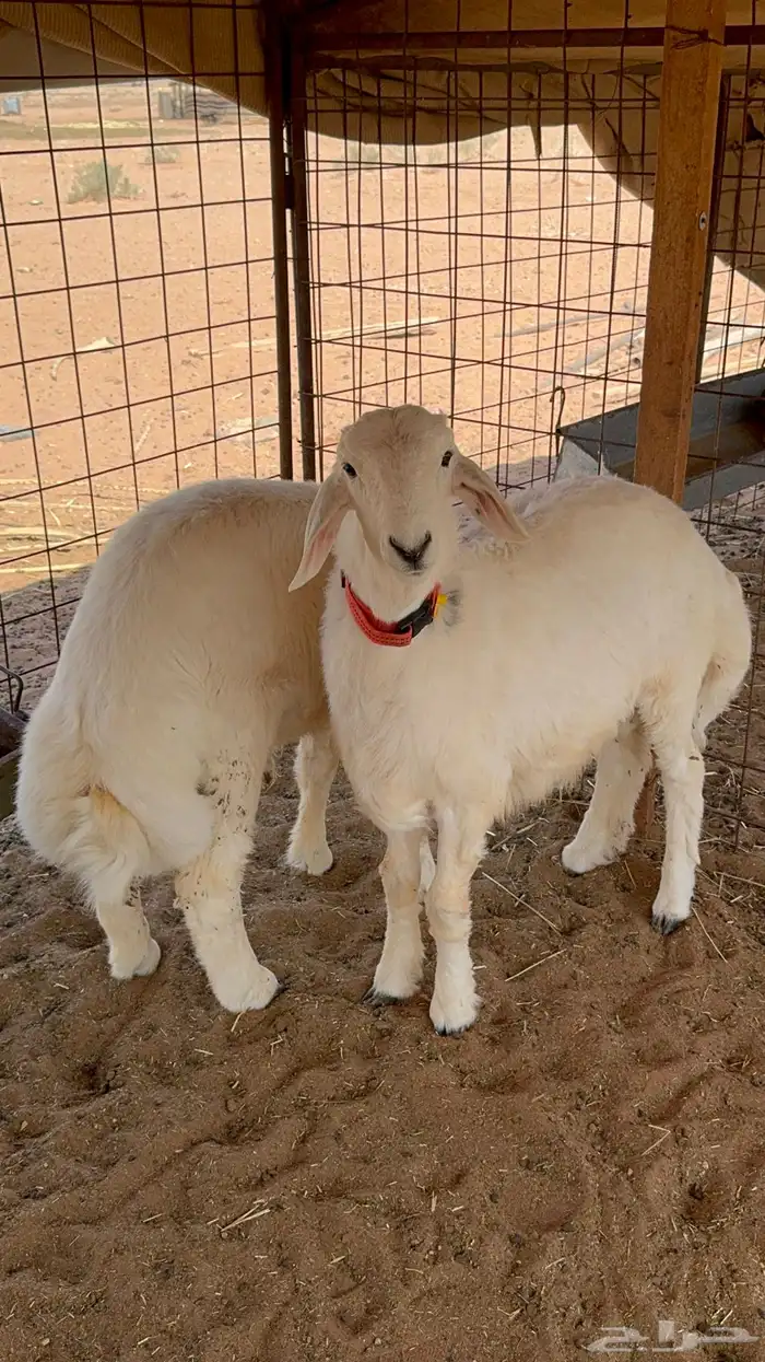 بهم تم البيع تم البيع 1