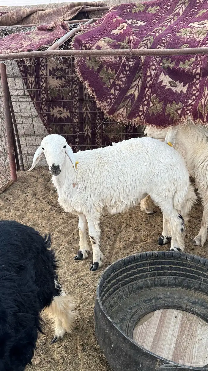 خرفان للبيع 1