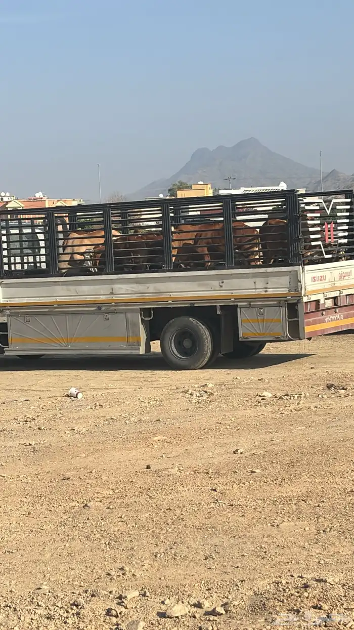 دينه 5م بارق شمران سبت العلايا 2