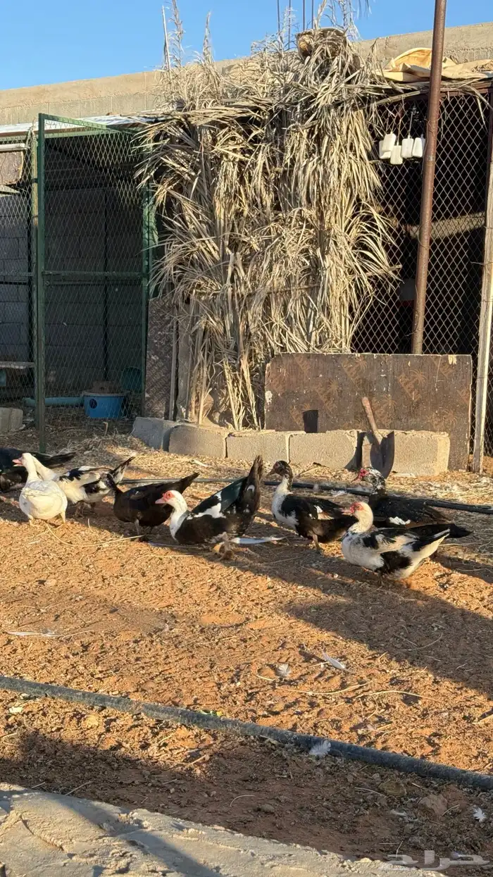 للبيع بط مصري منتج 1
