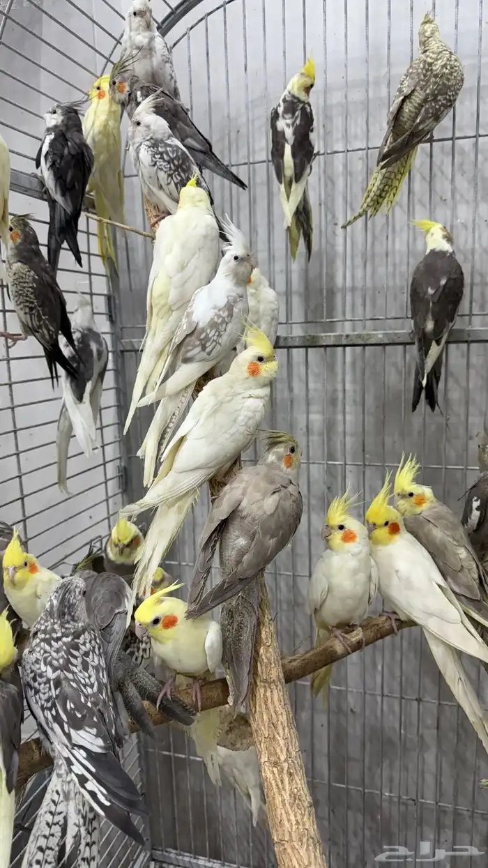 كروان (كوكتيل ) جمله 1