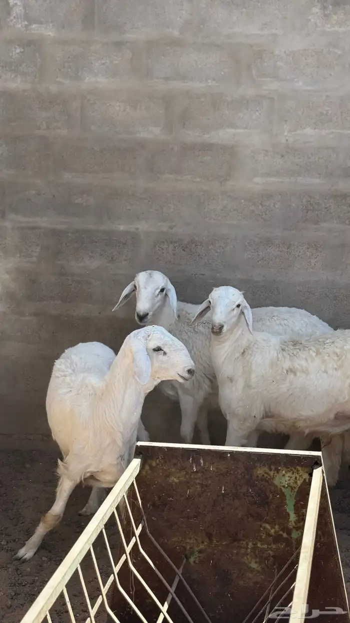 حري خرفان 7