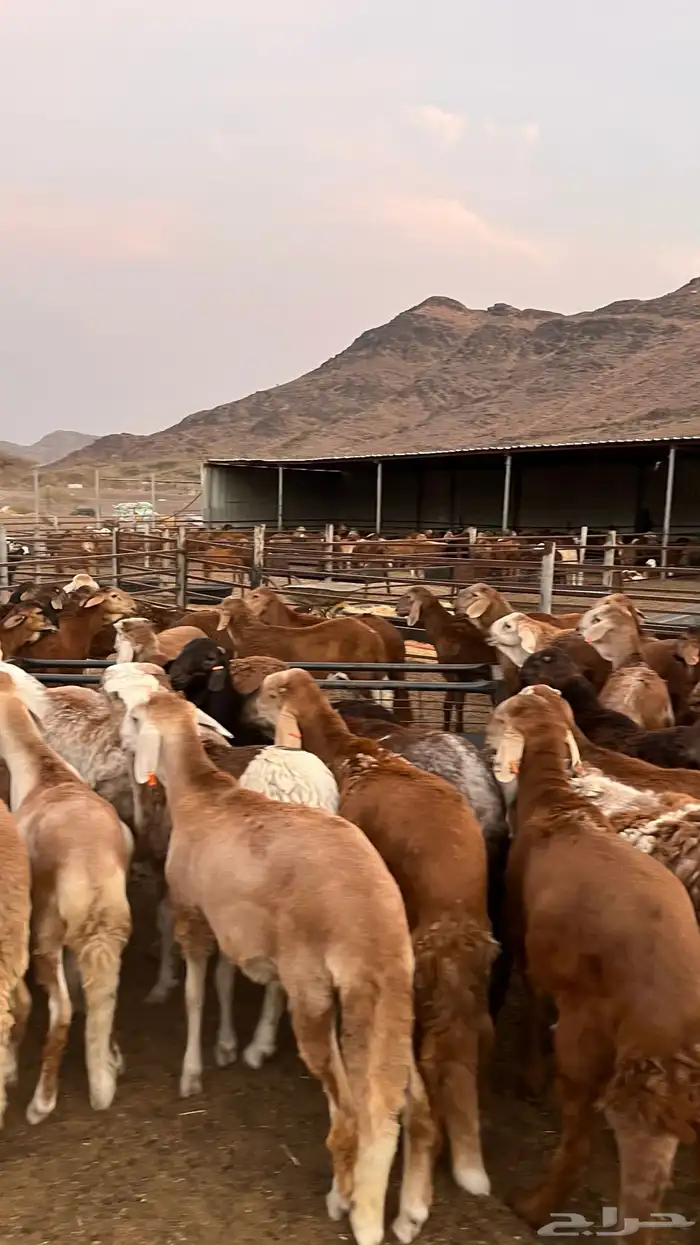 طليان سواكن حمري جادعان مرابى خمس شخور 27