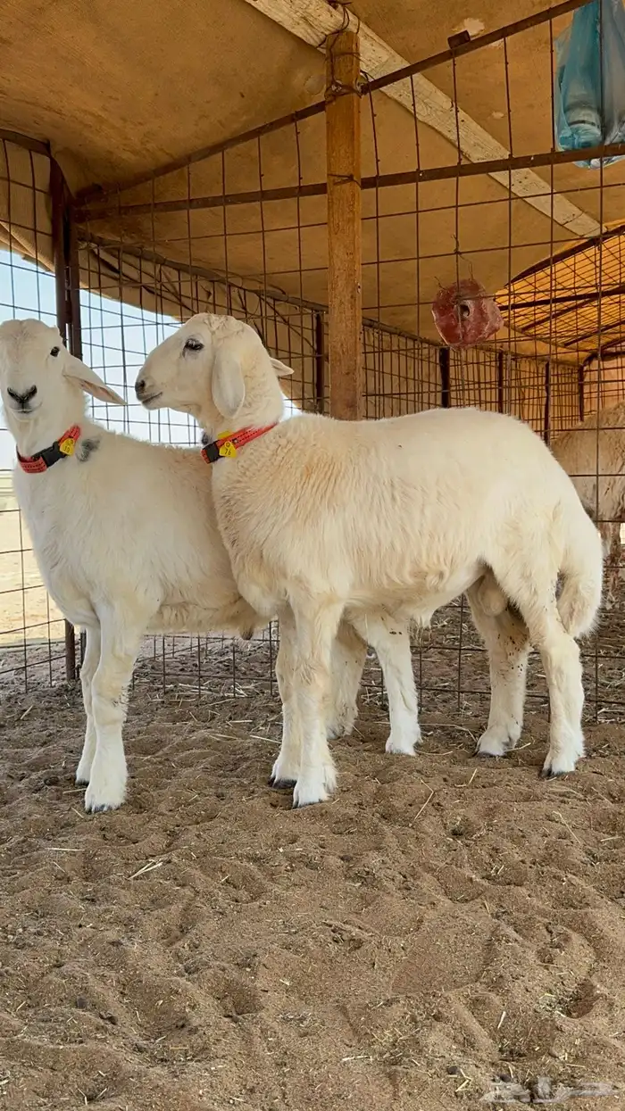 بهم تم البيع تم البيع 0