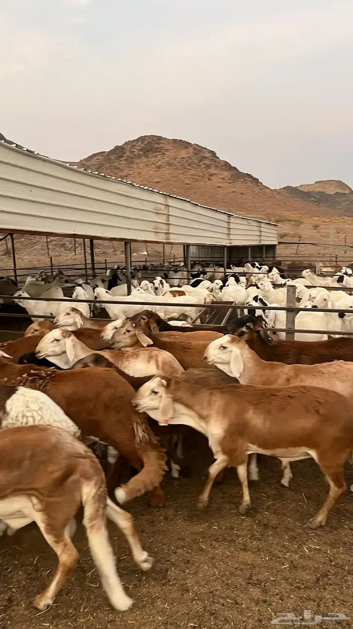 طليان سواكن حمري جادعان مرابى خمس شخور 24