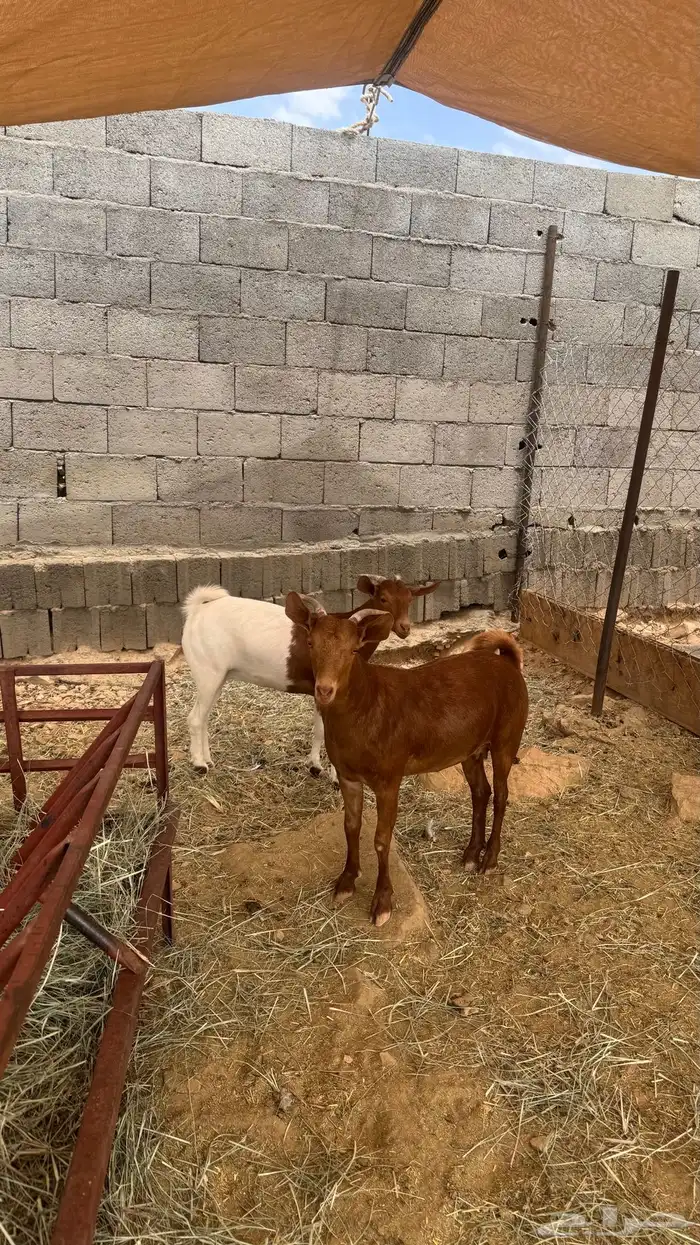 عنقان 2