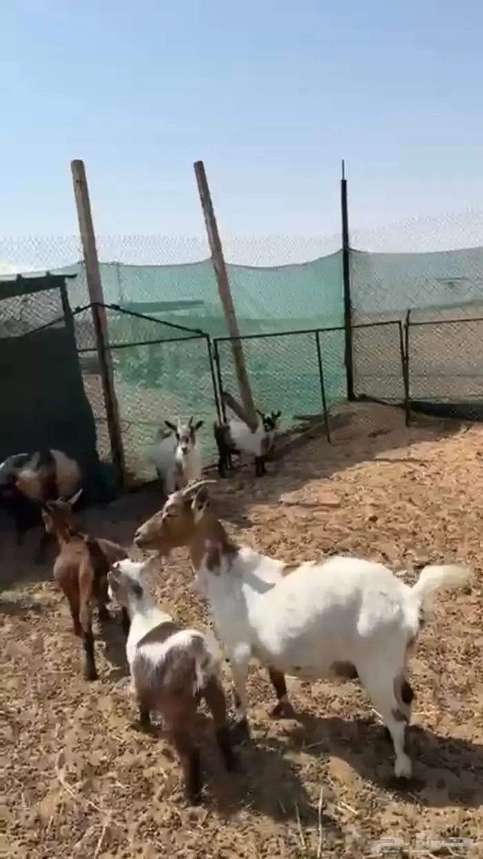 ماعز قزم 1