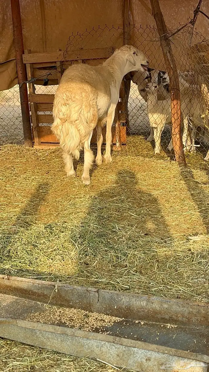 مشروع فحل حري صنف(تم البيع) 2