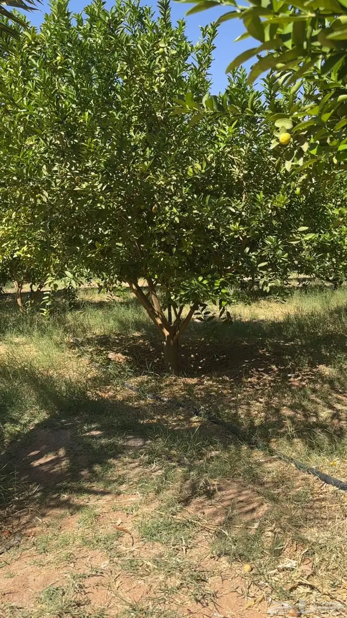 شجر ليمون ابو زهير 6