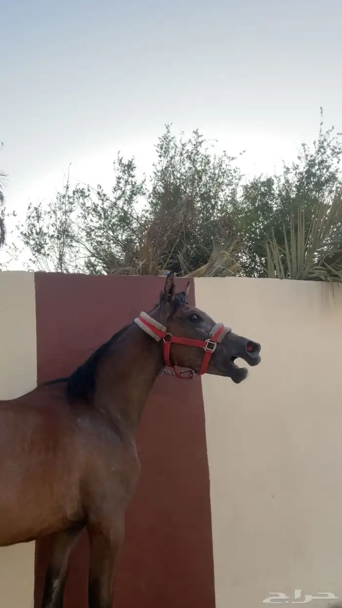 مهر شيخ 1