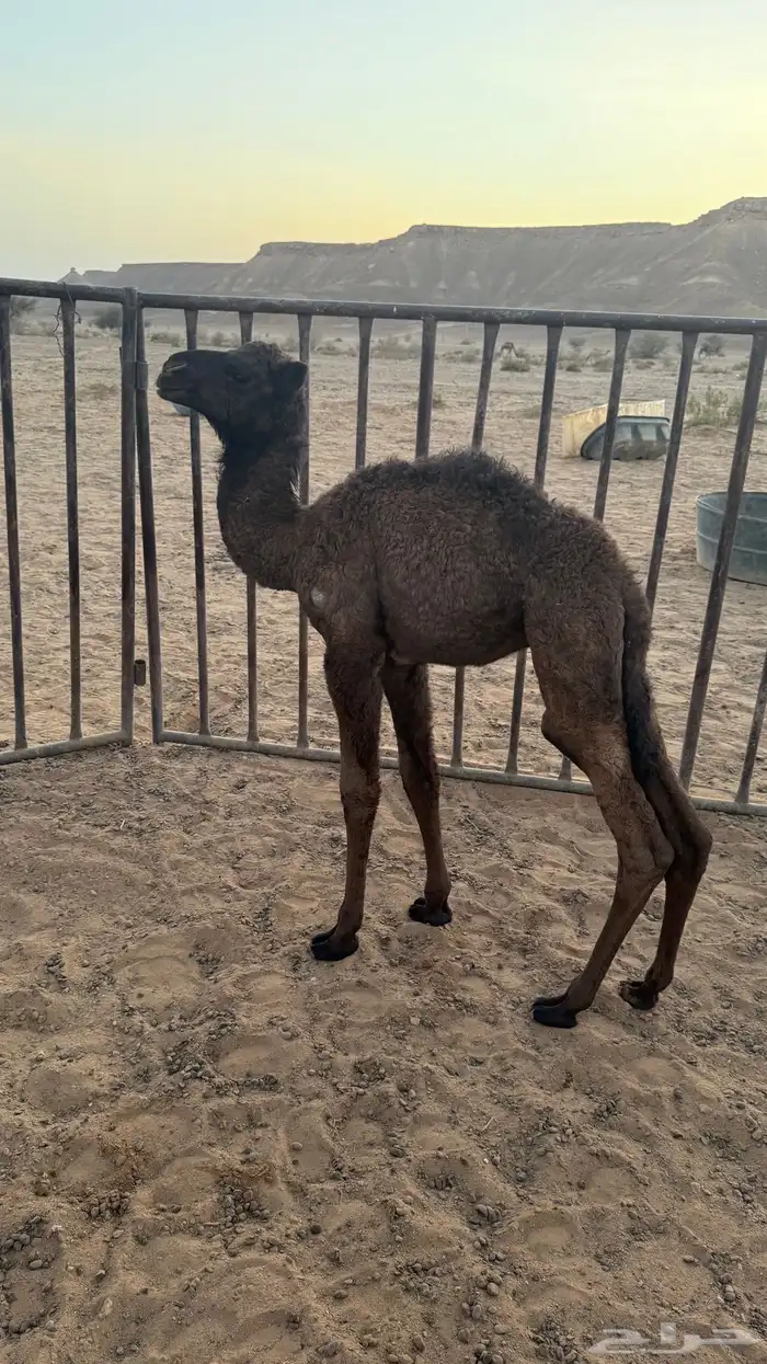 حواره ضيار 4