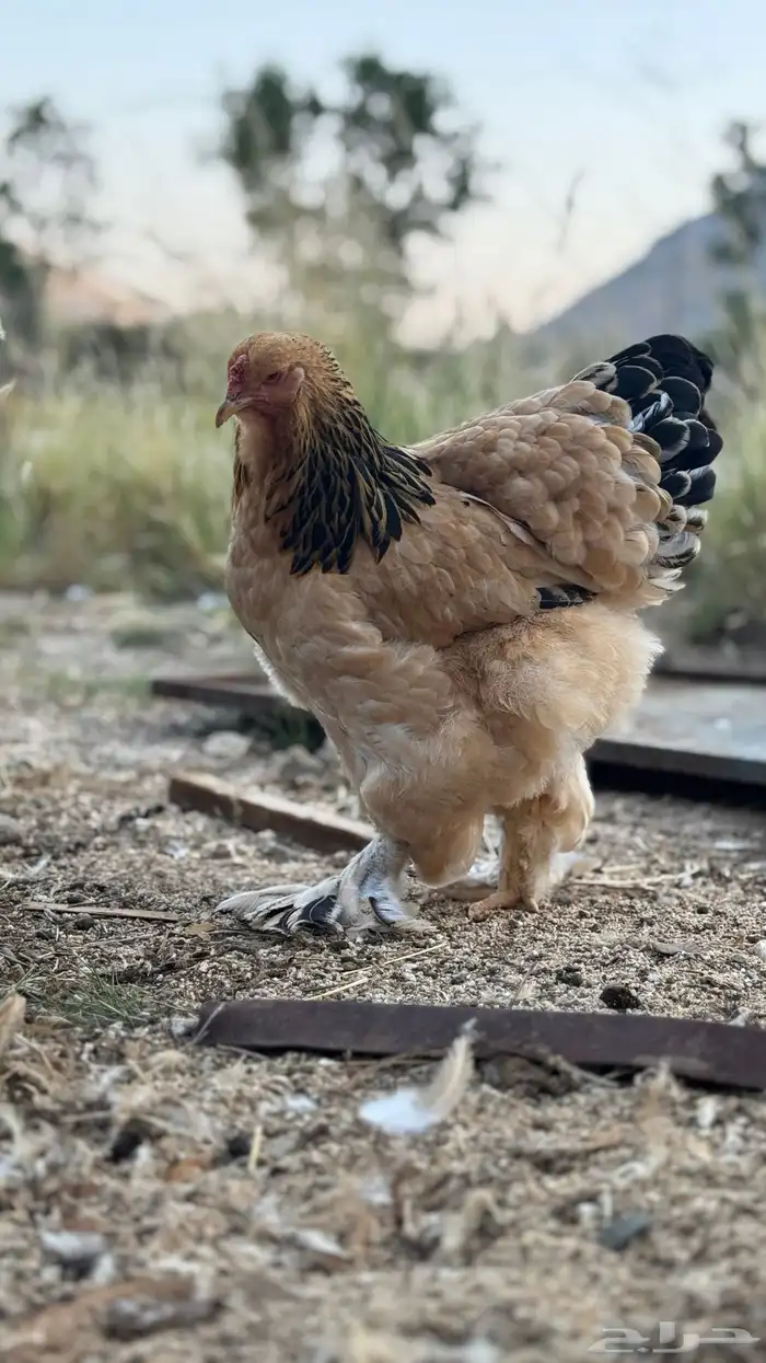 دجاج 12