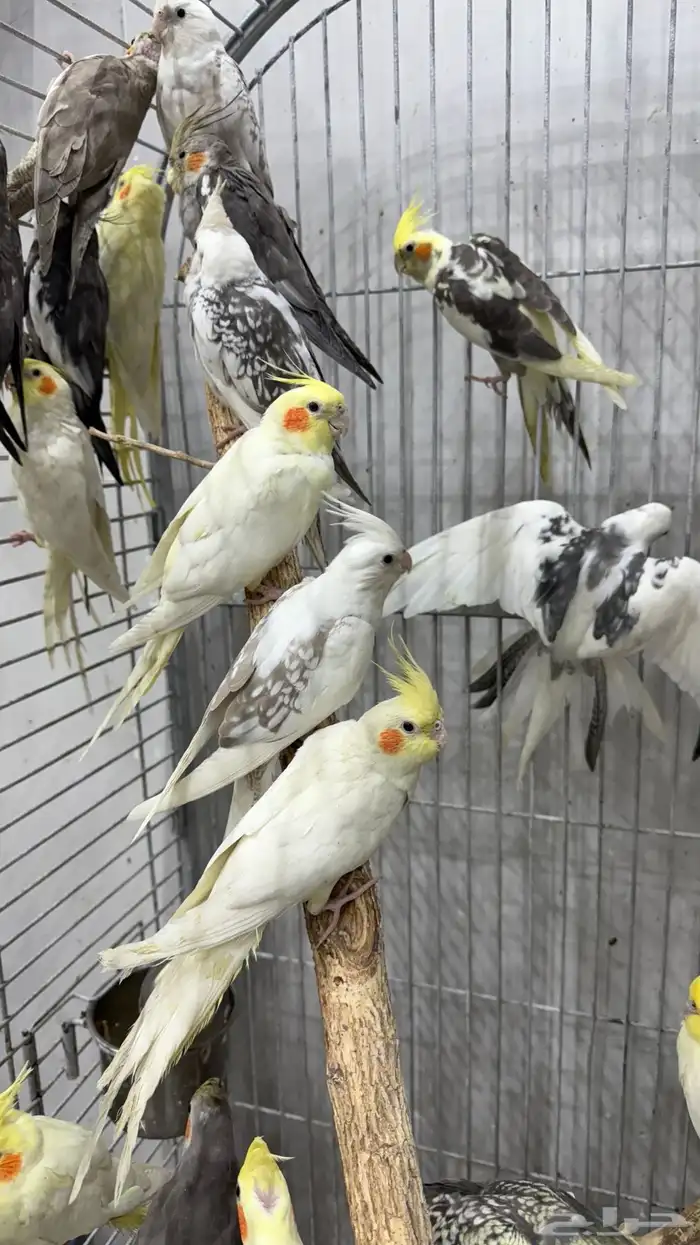 كروان (كوكتيل ) جمله 0