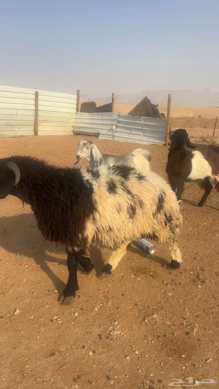 طليان سواكن شعير وبرسيم مرابي 4شهور 5