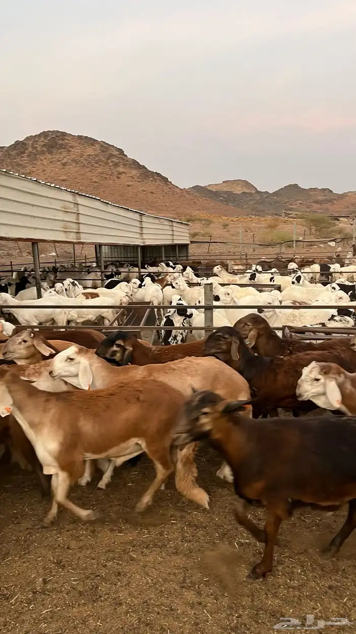 طليان سواكن حمري جادعان مرابى خمس شخور 23