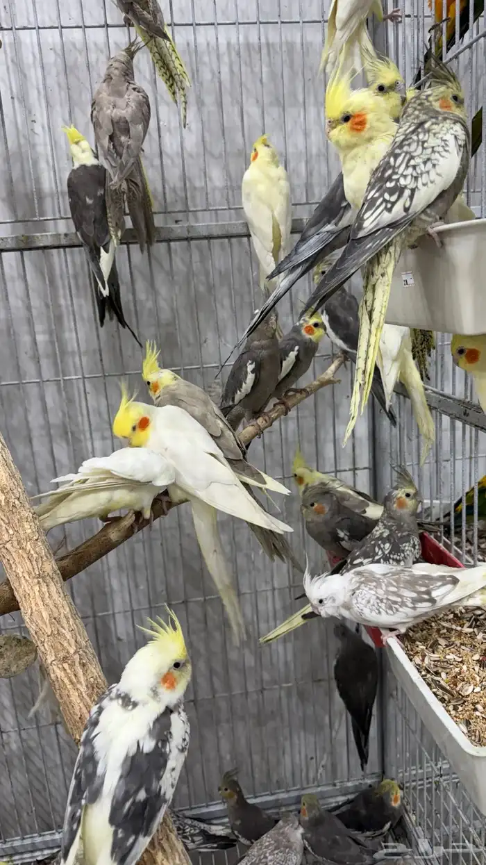 كروان (كوكتيل ) جمله 2