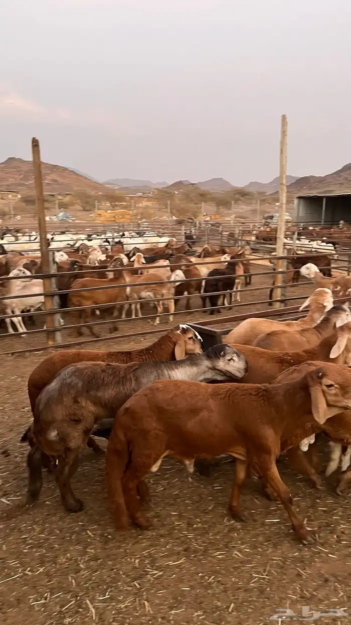 طليان سواكن حمري جادعان مرابى خمس شخور 8