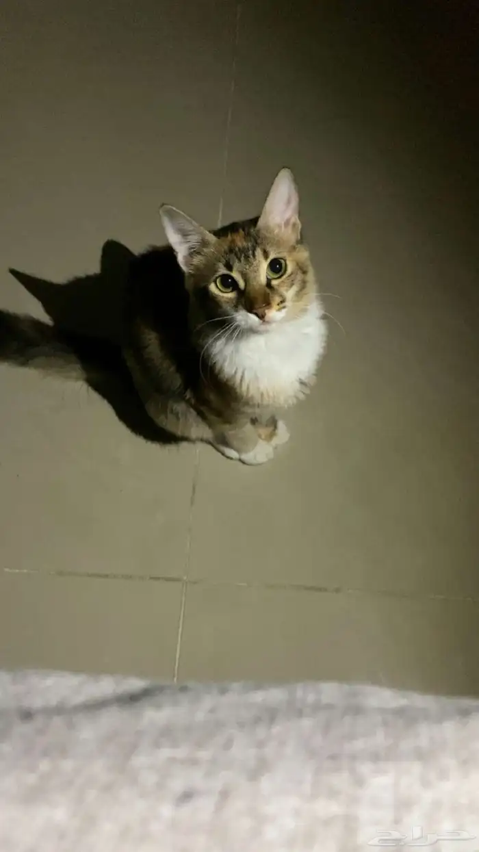 للتبني قطه أنثى العمر تقريبا من 7 أشهر إلى 8 اشهر 20