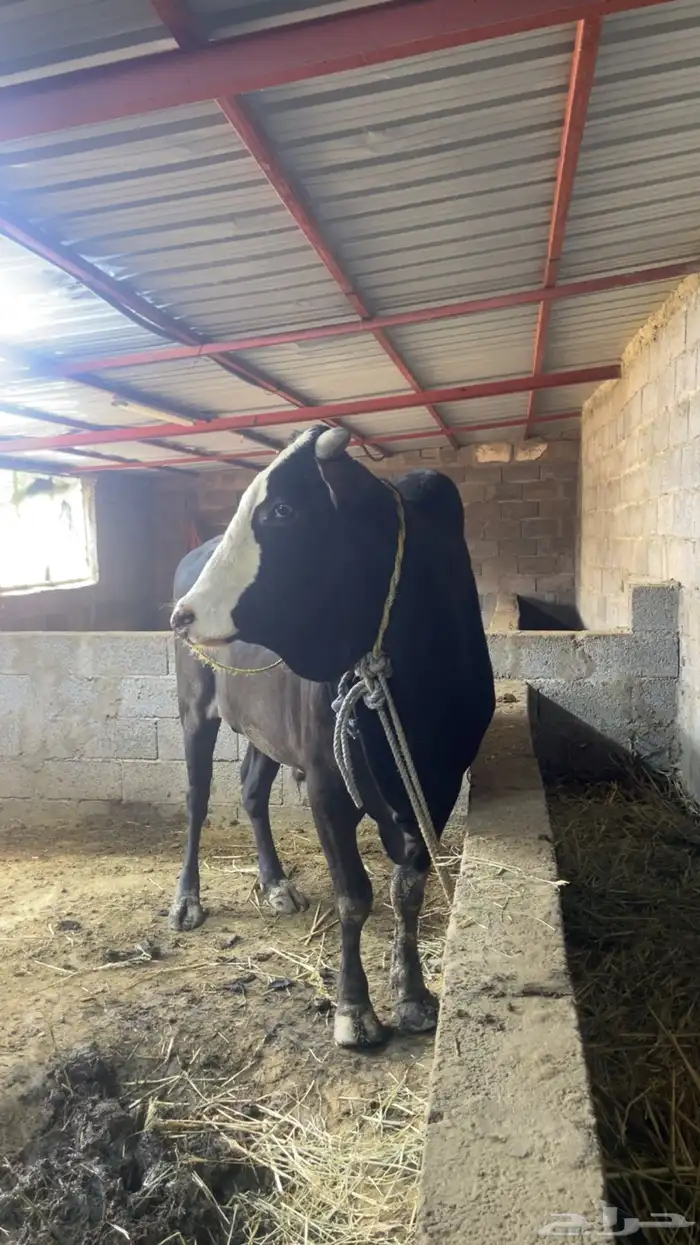 ثور مهجن فاخر 4