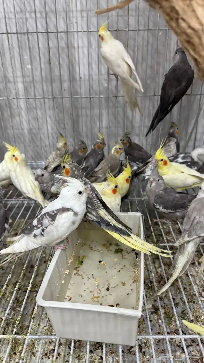 كروان (كوكتيل ) جمله 3