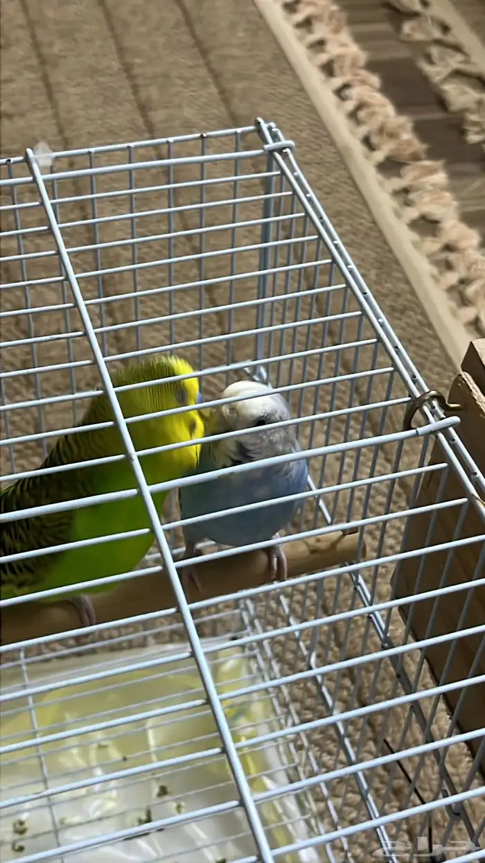 عصفور بادجي 4