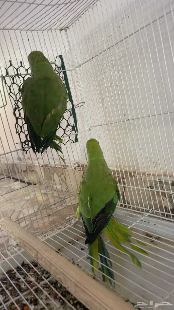طيور دره 4