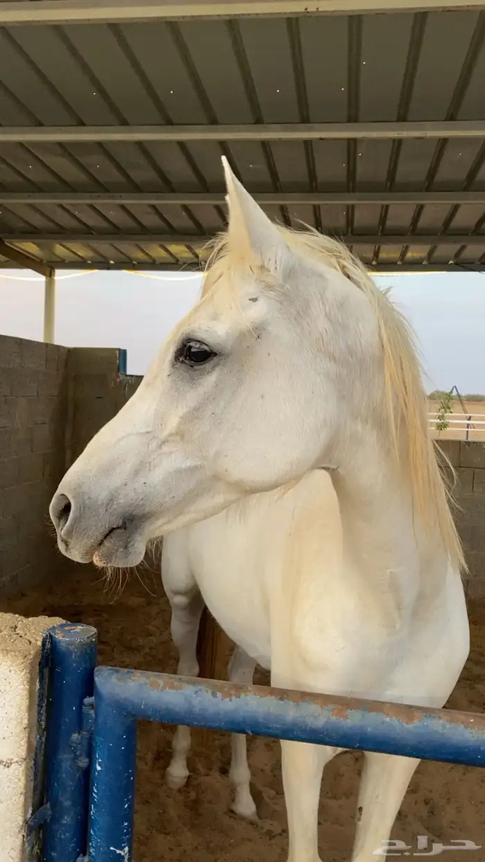 فرس . خيل. شعبي 0