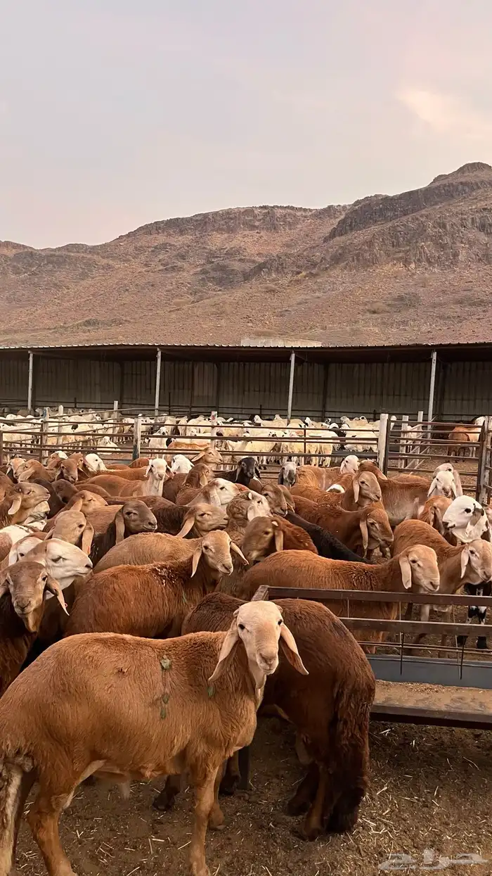 طليان سواكن حمري جادعان مرابى خمس شخور 1