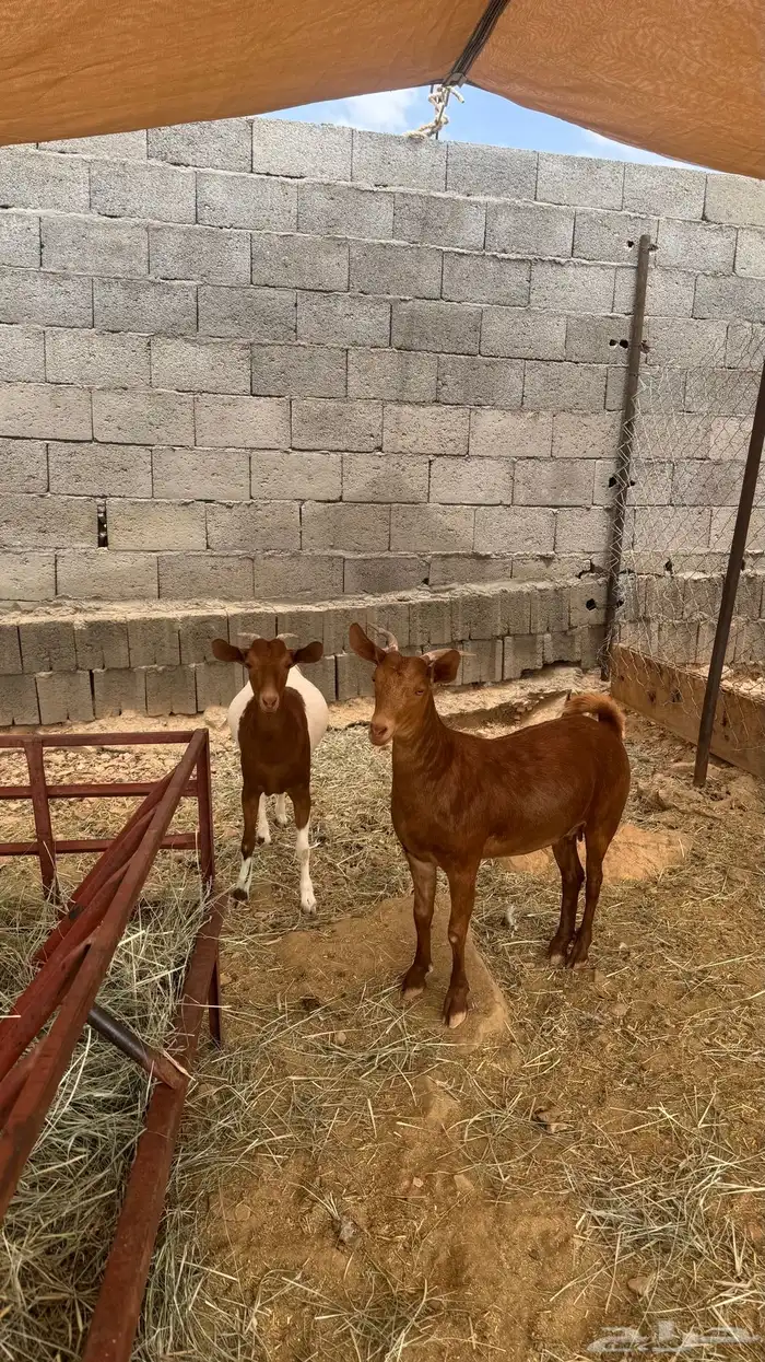 عنقان 1