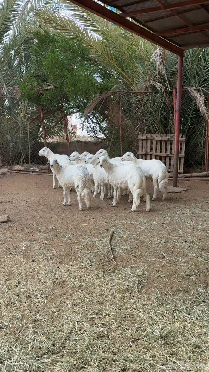 طليان للبيع جبره 0
