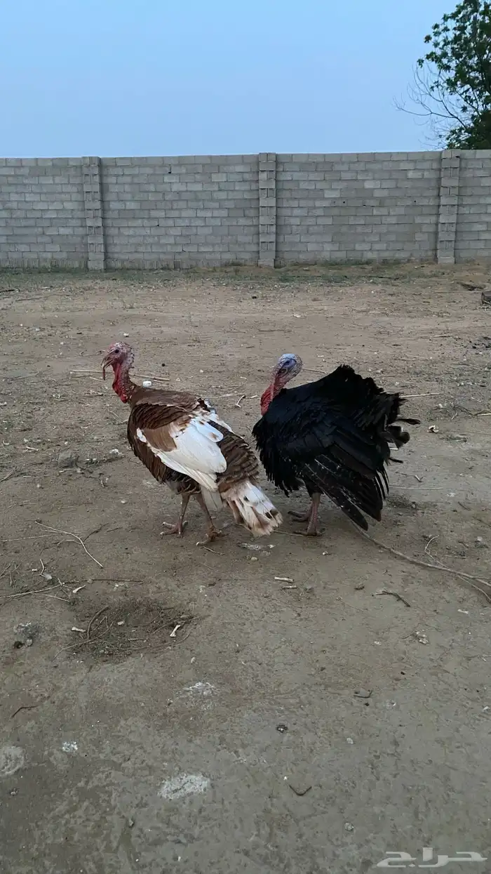 دجاج رومي 5