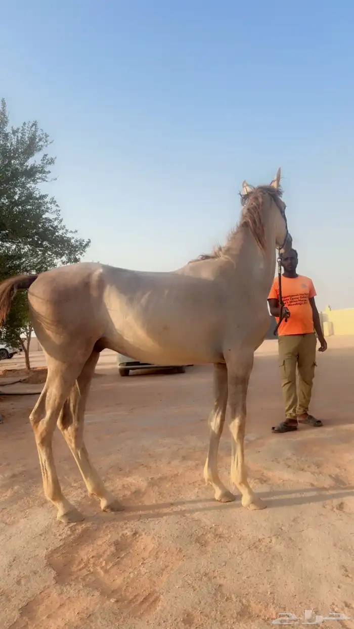 حصان عمره حوالي سنتين 1