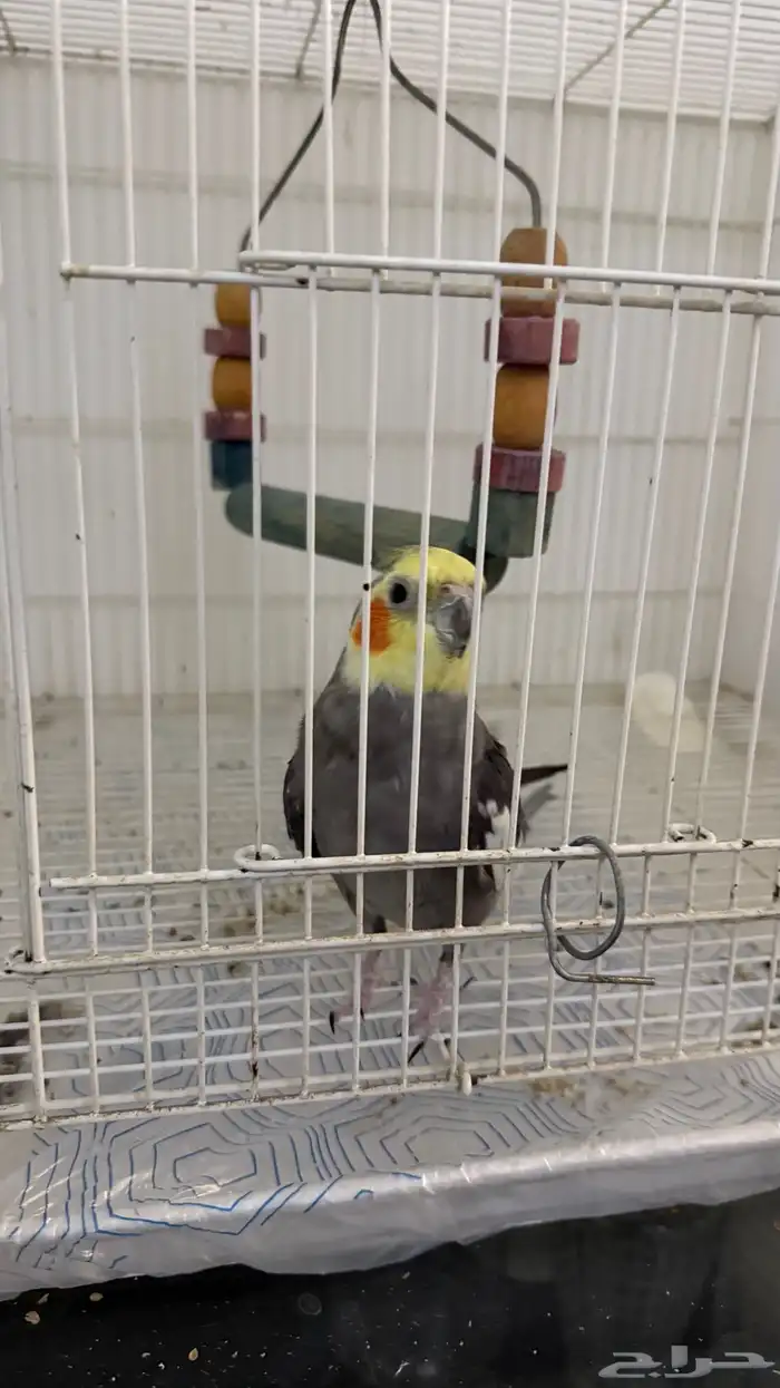طير كروان ممتاز للبيع 0