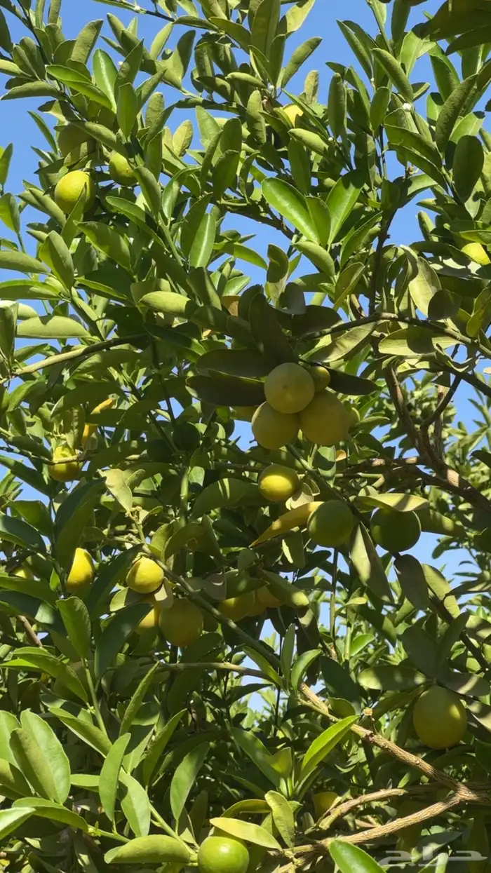 شجر ليمون ابو زهير 0