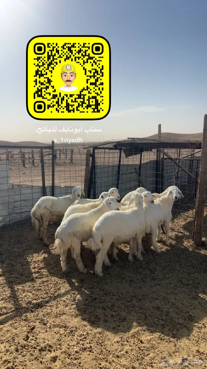 ذبايح ذبيحه نعيم هرفي جبر نعيمي وسط حري هرافي حريات لباني . 8